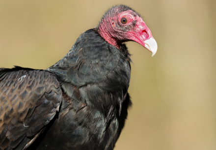 Earl the Turkey Vulture